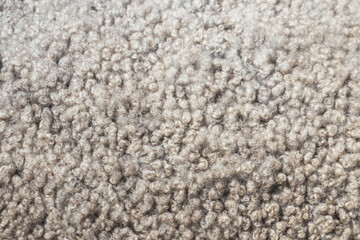 sheep fleece, close-up of curly wool