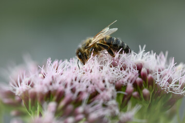 bee on thistle