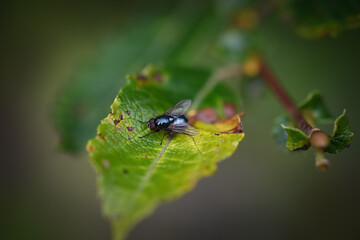 bug on a leaf