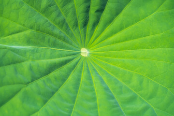 Green lotus leaf background
