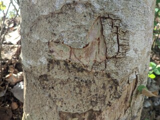 delonix tree trunk texture