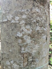 delonix tree trunk texture