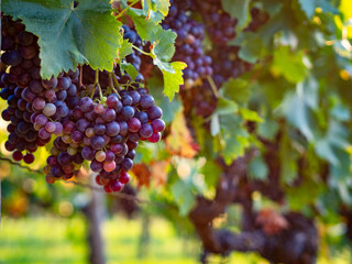 reife Weintrauben am Weinstock
