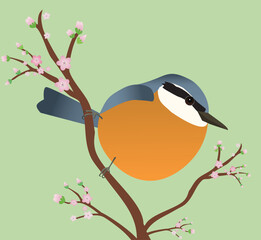A vector illustration of an egg shaped nuthatch. The bird is sitting on a diagonal branch with blossom.