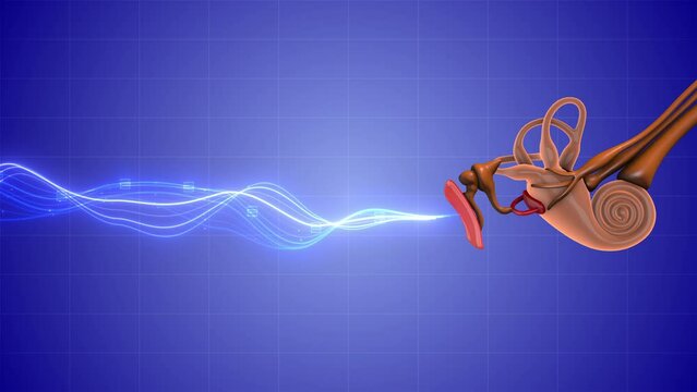 Sound waves entering human ears