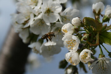 A bee buzzes happily, its golden-yellow body contrasting with the pure white petals of the nearby...