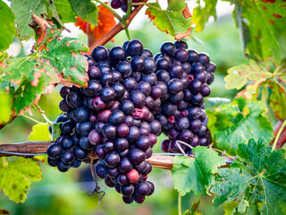 reife Weintrauben am Weinstock