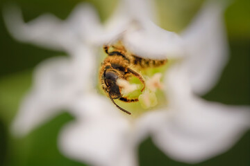 Bee inside of a white flower