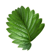 Green strawberry leaf isolated on white background. Clipping Path. Full depth of field.