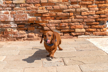 Red dachshund dog in Venice in a blue collar
