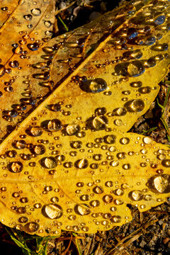 Fallen leaf in shiny water drops