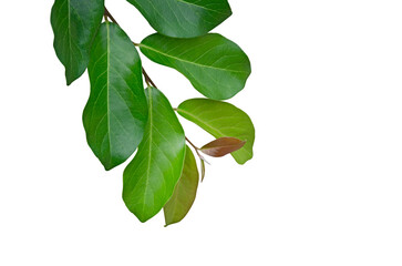 Fototapeta premium Branch of leaves and bud on white background