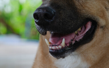 Two frighteningly long fangs teeth in opened mouth of a dog