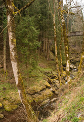 Woodland just outside the mountain village of Rigolato in Carnia, Friuli-Venezia Giulia, North East Italy