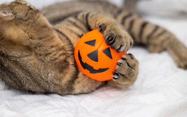 tabby cat female kitty kitten on bed blanket playing with halloween jack o lantern plastic pumpkin...