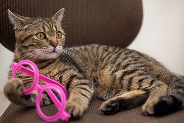 tabby cat playing with pink glasses frame sitting on office chair. back to school, smart, intelligent kitty, education learning concept, teacher day