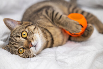 tabby cat female kitty kitten on bed blanket playing with halloween jack o lantern plastic pumpkin...