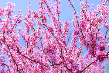 Spring tree with pink flowers. Spring border or background art with pink blossom. Beautiful nature scene with blossoming tree and sunlight.	