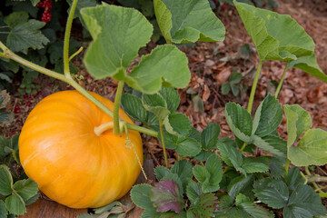 Big orange pumpkin growing on bed in garden.