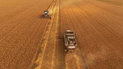 harvesters wheat. harvesters a harvest wheat in lifestyle the field. aerial drone filming harvesting. agriculture business concept. combine tractor mows the wheat harvest gathers grains in the field