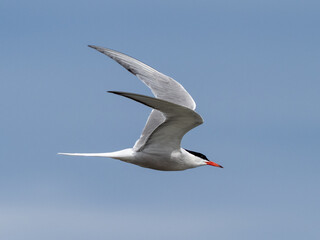 Arctic tern in flight against a light blue sky
