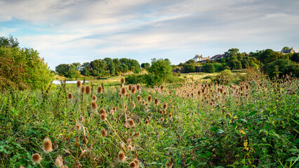 Wild Teasel at Embleton Quarry Nature Reserve, a former whinstone quarry the new reserve is a tribute to the local community in the coastal village of Embleton who developed the site