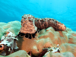 A Marbled sea cucumber walking on a hard coral Boracay Island Philippines