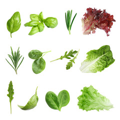 Set with greens isolated on white. Rosemary, leaves of lettuce, spinach, basil and arugula