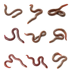 Obraz premium Set with many worms isolated on white