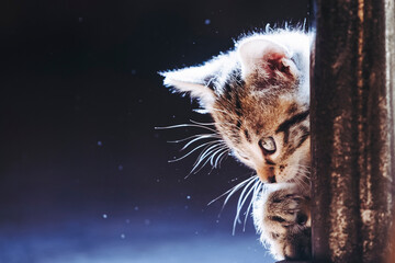 Portrait d'un adorable petit chaton rayé tigré aux yeux bleus	