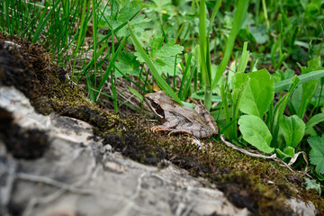 frog on the stone