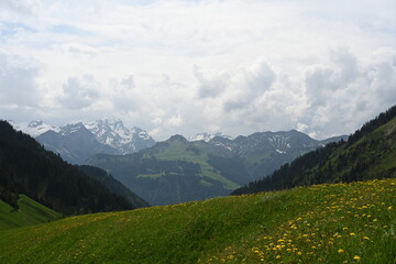 alpine meadow in the mountains