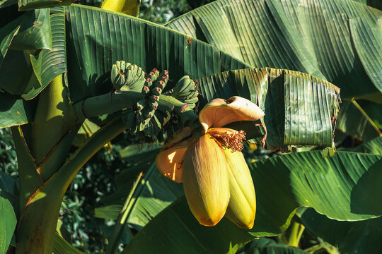 Banana tree with flowering bananas. Banana inflorescences are useful fruits that can be used for cooking. Banana cabbage on banana trees. Selective focus.