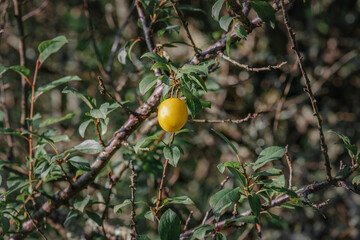 Yellow cherry plum. A yellow cherry plum berry on a branch among green foliage.