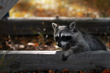 The raccoon looks out from under the board and looks away against the background of the autumn forest