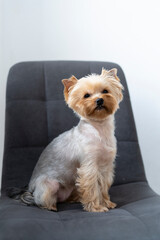A Yorkshire terrier sits on a grey chair on a light background