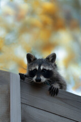 The raccoon looks out from under the board and looks away against the background of the autumn forest