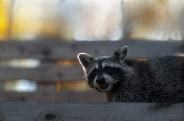 The raccoon looks out from under the board and looks away against the background of the autumn forest
