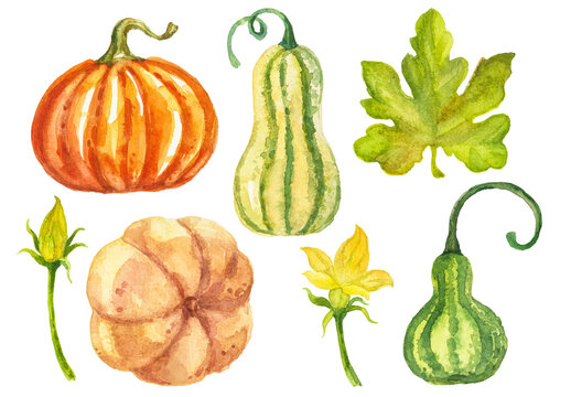 Abstract watercolor collection of autumn pumpkins. Hand drawn nature design elements isolated on white background.