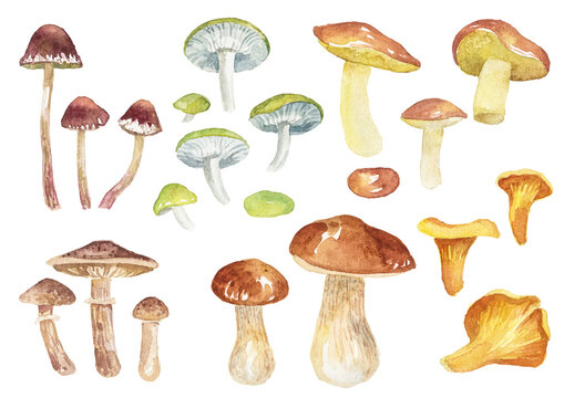 Abstract watercolor collection of autumn mushrooms. Hand drawn nature design elements isolated on white background.