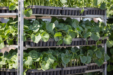 Green cucumber seedlings on a tray. Cucumber seedlings in seedling trays. A young cucumber seedling is ready to be planted in the ground from a garden tray. Cucumbers growing in a tray, close-up.