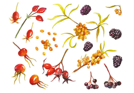 Abstract watercolor collection of autumn berries. Hand drawn nature design elements isolated on white background.