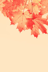 Autumn natural vertical frame, closeup yellow red pink maple leaves on beige background, copy space, minimal environment texture pattern autumnal foliage, fall colored scene, monochrome aesthetic