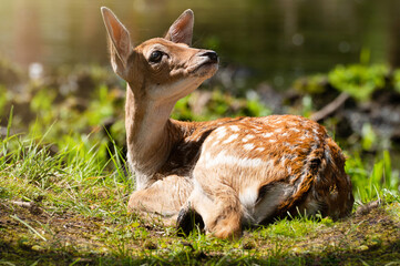Portrait of a baby roe deer on the forest edge in the rays of the midday sun. Close-up of a wild...