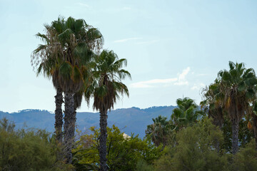 Fototapeta na wymiar Palm trees. landscape from Greece with vegetation and mountains.