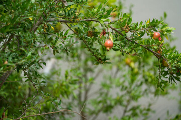 pomegranate. fruit on the tree. detail. photo during the day.