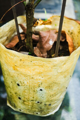 Plastic bags with trees. 
