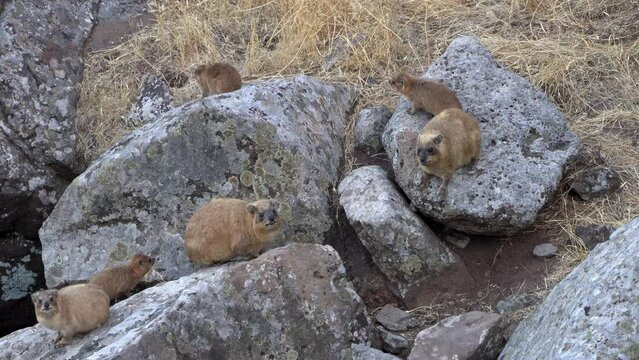 Family of Rock Hyrax (Procavia capensis) between basalt rocks in the Galilee