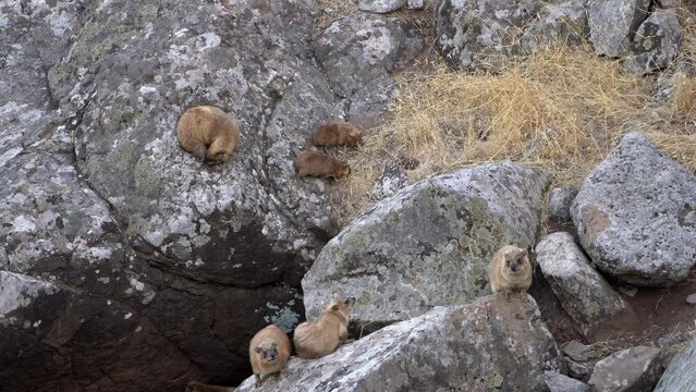 Family of Rock Hyrax (Procavia capensis) between basalt rocks in the Galilee