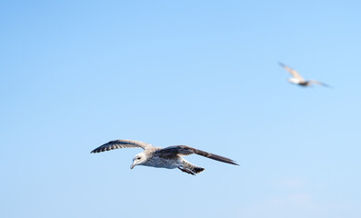 detailed photo of a beautiful seagull in flight. photo during the day.